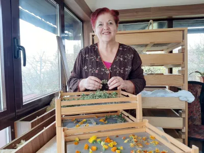 &raquo;Rastline moramo znati me&scaron;ati skupaj, da se različni okusi lepo povežejo med seboj,&laquo; poudarja ljubiteljska zeli&scaron;čarica Vanja Ločni&scaron;kar. Foto: Tina Jereb