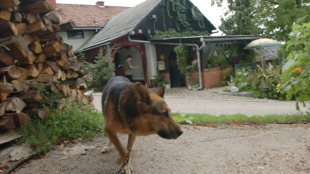 Psi na kmetijah lahko ostanejo na verigi, vendar le, če je vodilo dolgo najmanj pet metrov in je vsaj dva metra nad tlemi, privez pa mora psu omogočati najmanj &scaron;tiri metre gibanja v obe stranski smeri od vodoravnega vodila.