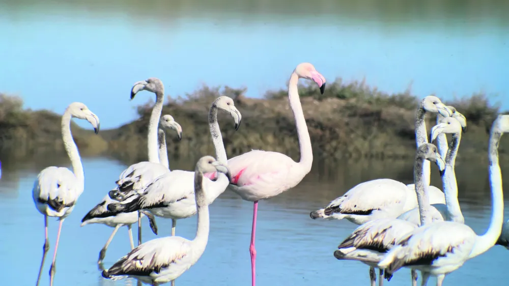 Plamenci, flamingo, soline<br>Iztok Zupan/Krajinski park Sečoveljske soline