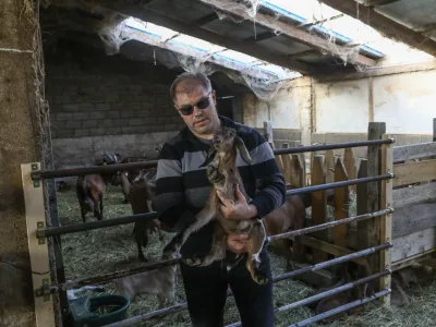 Žerjal Matjaž- 12.01.2023 - Kmetija Žerjal, sirarstvo - kozjereja in predelava kozjega mleka - proizvodnja zorjenega&nbsp;kozjega&nbsp;sira, Tomaj 75 B, Dutovlje, KRAS&nbsp;//FOTO: Luka Cjuha