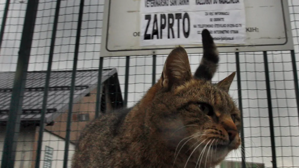 - zaprto zaveti&scaron;če za zapu&scaron;čene živali Gmajnice 30, azil za živali namenjen začasni namestitvi zapu&scaron;čenih živali psov in mačk <br><br><br>//FOTO: Bojan Velikonja