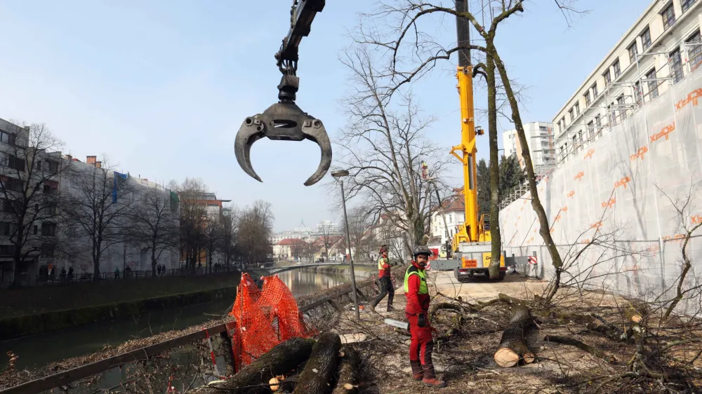 - sečnja prvih treh lip - - 22.03.2023 &ndash; Petkov&scaron;kovo nabrežje &ndash; obnova drevoreda - odstranjevanje nestabilnih dreves med Resljevo in Rozmanovo ulico - //FOTO: Tomaž Skale
