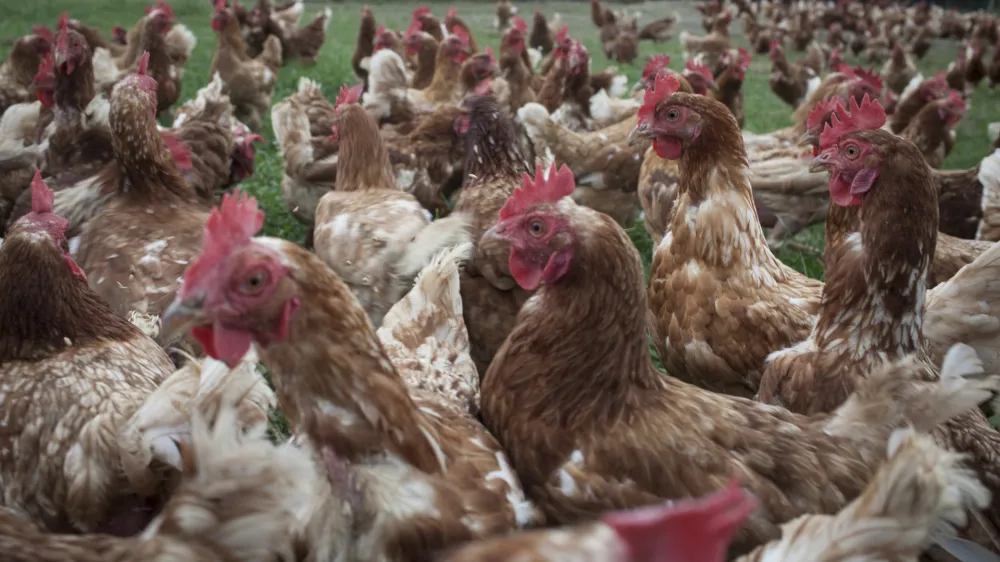 - koko&scaron;i - perutnina  - Prekmurje 2015 - Jesen na podeželju - kmetijstvo - poljedelstvo -   //FOTO: Luka CjuhaOPOMBA: ZA OBJAVO V PRILOGI &ndash; DNEVNIKOV OBJEKTIV - REPORTAŽA 2015.