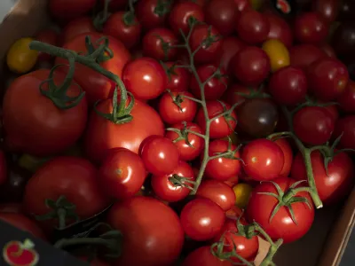 Podjetje Paradajz d.o.o., pardižnik Lu&scaron;t,<br><br>- 10.08.2022 &ndash; pridelava paradižnika na &Scaron;tajerskem in Prekmurju -<br><br> <br>//FOTO: Nik Erik Neubauer<br>OPOMBA &ndash; REPORTAŽA ZA OBJEKTIV 2022 -