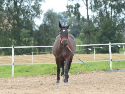 Jahanje, učitelj jahanja