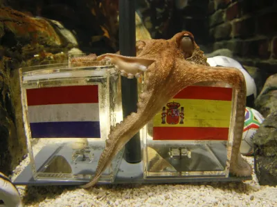 Two year-old octopus Paul, the so-called "octopus oracle" predicts Spain's 2010 soccer World Cup final victory over The Netherlands by choosing a mussel, from a glass box decorated with the Spanish national flag instead of a glass box with the Dutch flag, at the Sea Life Aquarium in the western German city of Oberhausen July 9, 2010. The octopus has became a media star after correctly picking all six German World Cup results including their first-round defeat against Serbia and their semi-final defeat against Spain.      REUTERS/Wolfgang Rattay (GERMANY - Tags: SPORT SOCCER WORLD CUP ANIMALS SOCIETY)