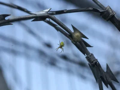 Na 670 kilometrov dolgi meji od Goričkega do Pirana stoji 143 kilometrov panelne ograje. To ograjo naj bi &ndash; kar bo znano najkasneje jutri &ndash; v prihodnjih mesecih za sedem milijonov evrov podirali delavci podjetja Minis. Dobrih 50 kilometrov rezilne žice, ki je prav tako sestavljala &raquo;tehnične ovire&laquo; na meji, pa je vojska lani že odstranila.