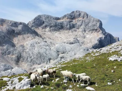 Povr&scaron;ina triglavskega ledenika je leta 1955 merila okoli 14 hektarjev. Danes je tridesetkrat manj&scaron;i, v njegovi okolici pa se pasejo ovce.&nbsp;
