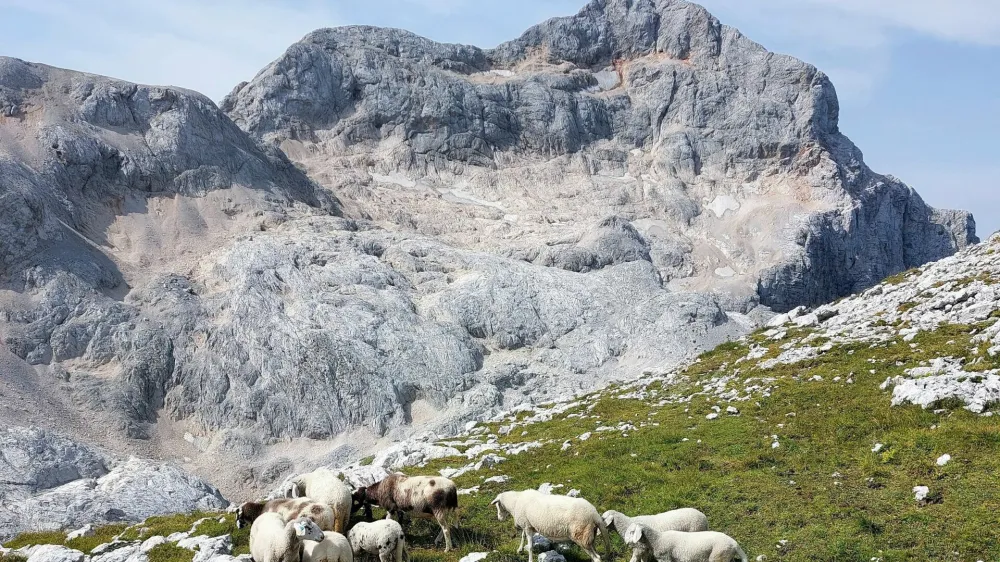 Povr&scaron;ina triglavskega ledenika je leta 1955 merila okoli 14 hektarjev. Danes je tridesetkrat manj&scaron;i, v njegovi okolici pa se pasejo ovce.&nbsp;