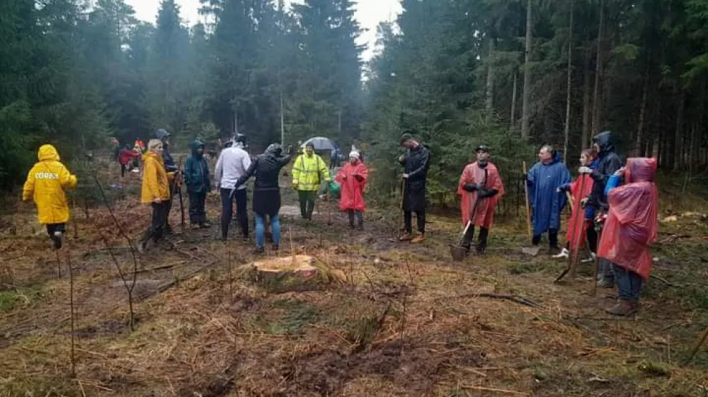 Prostovoljci so v Mo&scaron;ah na degradiranem območju zaradi napada podlubnikov posadili tisoč drevesc hrasta in gorskega javorja.