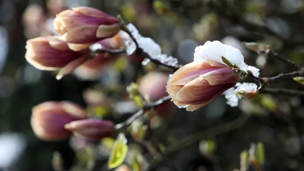 07.04.2021- Pomrzneni cvetovi, zmzal, aprilsko sneženje, pozebaFoto: Tomaž Skale