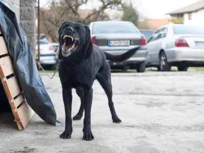 - 17.11.2015 - simbolična fotografija - pes na verigi - vrvica - zehanje - napad -   //FOTO: Maja Marko
