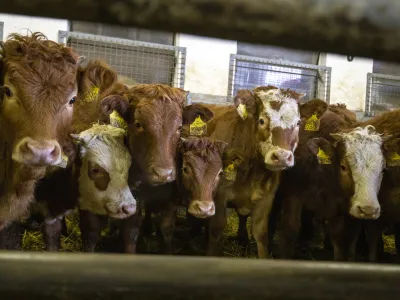 - govedoreja - govedo, krave, telice- 14.12.2018, Jurovski Dol - Družinsko podjetje Vita - &Scaron;pindler d.o.o. je bilo ustanovljeno 26.3.2003 in danes spada med največje uvoznike in izvoznike živine v Sloveniji. Ukvarjajo se s prodajo in odkupom živih živali &ndash; goveda, predvsem preko lastnega zbirnega centra v Jurovskem Dolu.Foto: Matjaž Ru&scaron;t