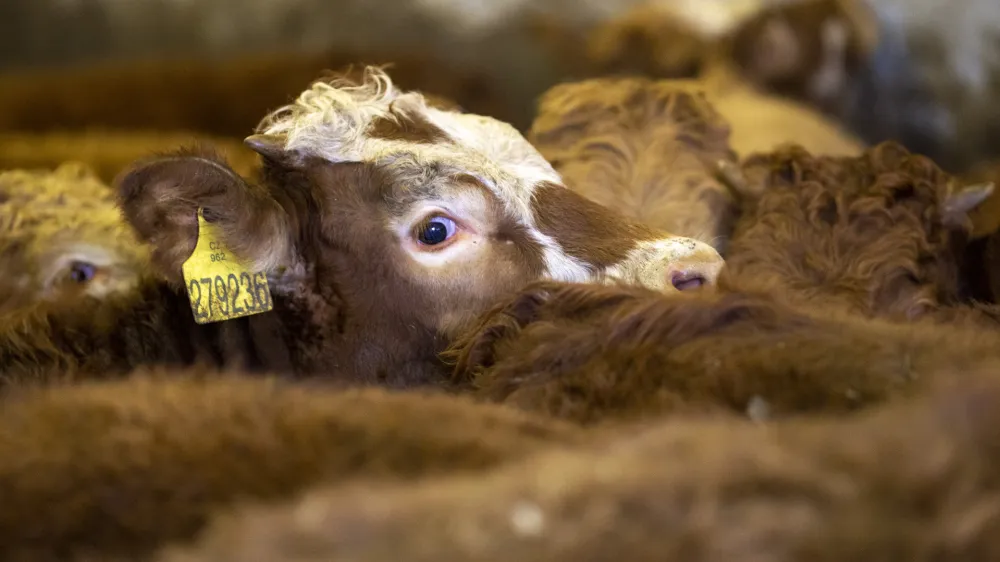 - govedoreja - govedo, krave, telice- 14.12.2018, Jurovski Dol - Družinsko podjetje Vita - &Scaron;pindler d.o.o. je bilo ustanovljeno 26.3.2003 in danes spada med največje uvoznike in izvoznike živine v Sloveniji. Ukvarjajo se s prodajo in odkupom živih živali &ndash; goveda, predvsem preko lastnega zbirnega centra v Jurovskem Dolu.Foto: Matjaž Ru&scaron;t