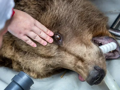 18 April 2023, Mecklenburg-Western Pomerania, Stuer: A veterinarian checks the eye of the anesthetized bear Ida, who was born in 1995 in the Stendal Zoo. The bear is taken to an examination room for a detailed examination by veterinarians. Over two days, a total of four bears from the park of the animal protection foundation "Vier Pfoten" are subjected to a detailed medical check by the veterinarians from Berlin. Photo: Jens B&uuml;ttner/dpa