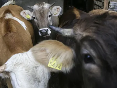 - 29.07.2014 - Vol - reportaža o volih - kraj Vuhred v Občini Radlje ob Dravi - živinoreja - voli - simentalci //FOTO: Jaka Gasar OPOMBA: DOVOLJENO ZA OBJAVO V DNEVNIKOVI PRILOGI OBJEKTIV