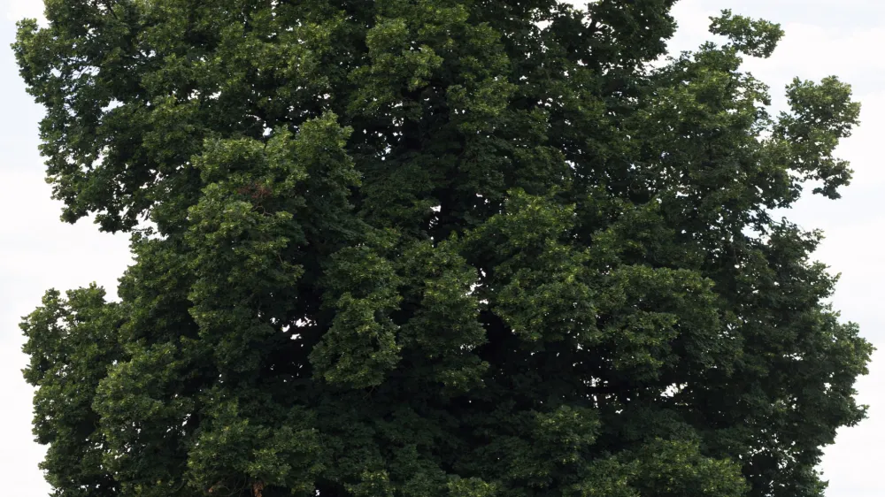 Mogočna lipa sredi polj in travnikov
v Suhi pri Predosljah je najlep&scaron;e drevo na Gorenjskem. F Urban &Scaron;ink