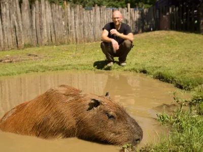 Kapibara Stinky Kapibara Stinky