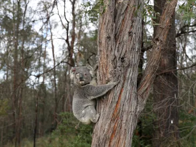 FILE PHOTO: A rescued koala named Ernie climbs up a tree as he is released back into his natural habitat, following medical treatment for chlamydia, where he had to have one of his eyes removed, in Grose Vale, Sydney, Australia, July 25, 2020. REUTERS/Loren Elliott   SEARCH "KOALAS ELLIOTT" FOR THIS STORY. SEARCH "WIDER IMAGE" FOR ALL STORIES/File Photo