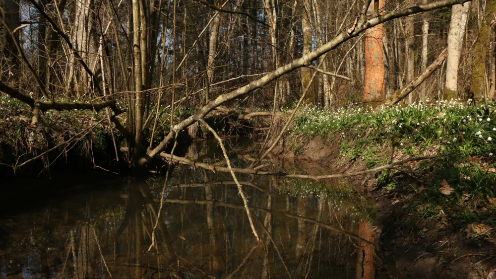 Na območju občine Domžale je &scaron;e nekaj manj&scaron;ih, &scaron;e nezavarovanih mokri&scaron;č, ki jih želijo zavarovati.