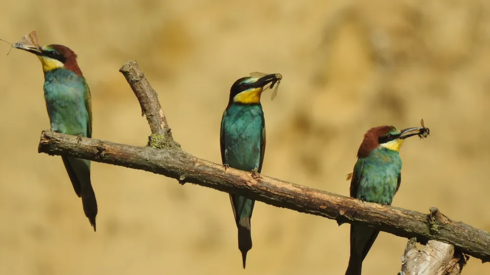 Čeb&eacute;lar se hrani z divjimi čebelami in drugimi velikimi žuželkami, ki jih spretno lovi v zraku.