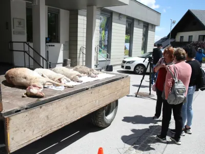 Domačini in kmetje iz občin zgornje Gorenjske so na včeraj&scaron;njem protestu v Gorjah zahtevali takoj&scaron;nje ukrepanje proti volkovom. F Tina Jereb