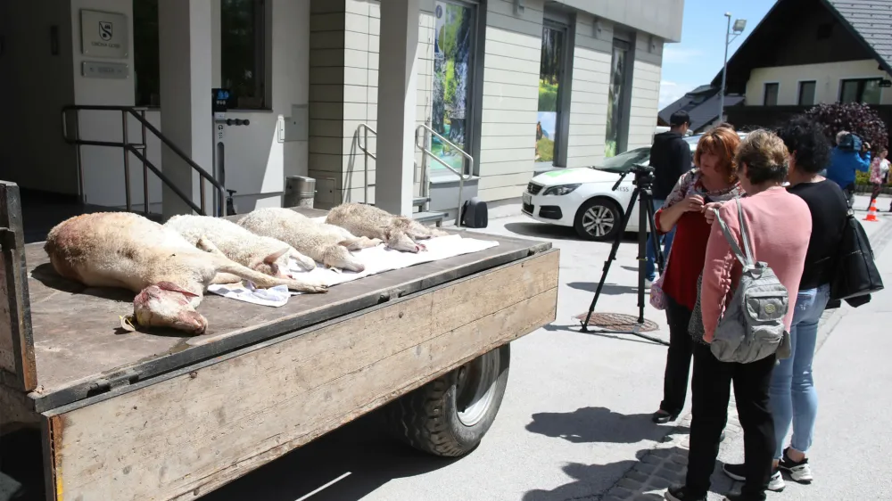 Domačini in kmetje iz občin zgornje Gorenjske so na včeraj&scaron;njem protestu v Gorjah zahtevali takoj&scaron;nje ukrepanje proti volkovom. F Tina Jereb