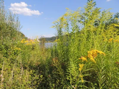 Orja&scaron;ka zlata rozga