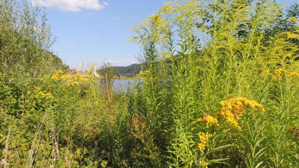 Orja&scaron;ka zlata rozga