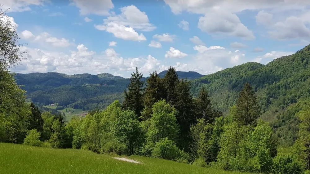narava sonce pomlad travnik gozd simbolična fotografija