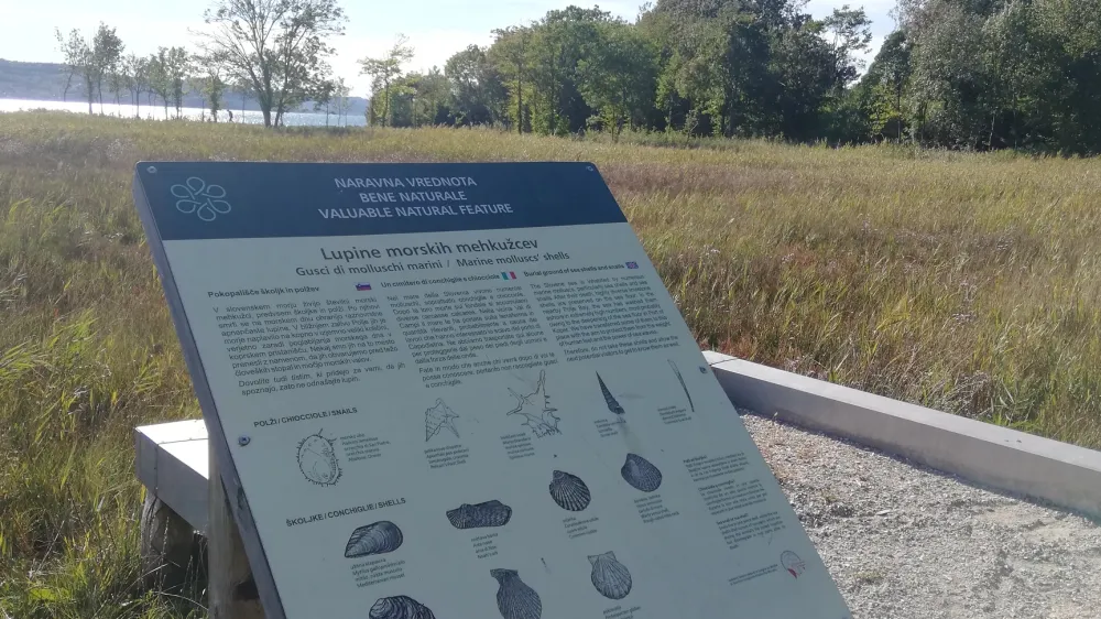 Ankaran, obala, slani travnik