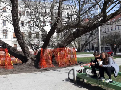 - 13.03.2023 &ndash; Miklo&scaron;ičev park v Ljubljani &ndash; ograjena drevesa zaradi pojava podgan - namestili deratizacijske vabe - //FOTO: Tomaž Skale