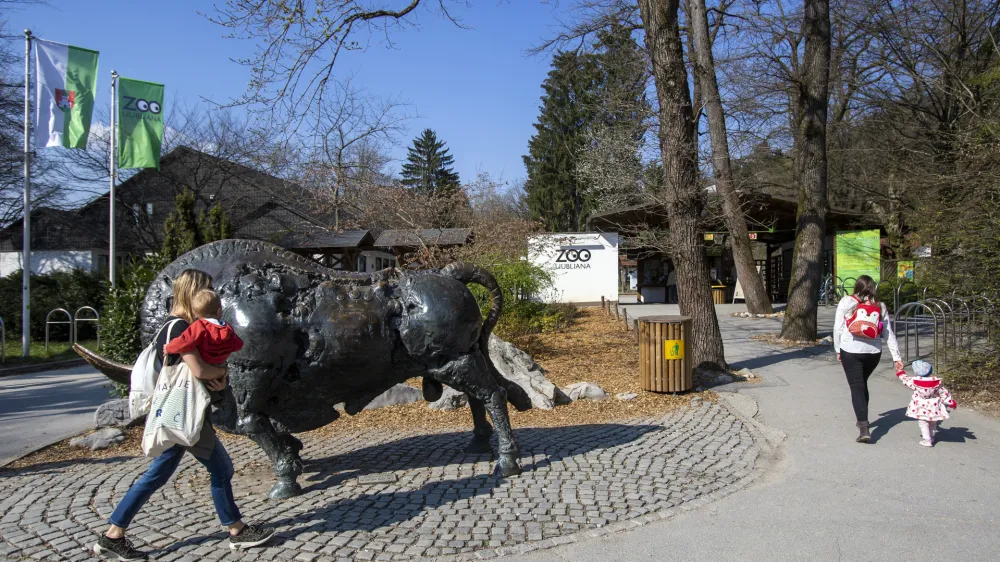 - 1.4.2019 - Živalski vrt ZOO Ljubljana - bronasti bivol ob vhodu kiparja Janeza Boljke, kip - skulptura - Foto: Matjaž Ru&scaron;t