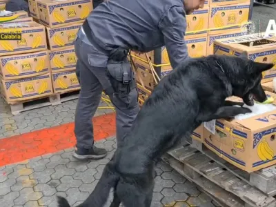 Italijanska policija je v pristani&scaron;ču Gioia Tauro v južni regiji Kalabrija zasegla 2,7 tone kokaina, skritega v zabojnikih z bananami.