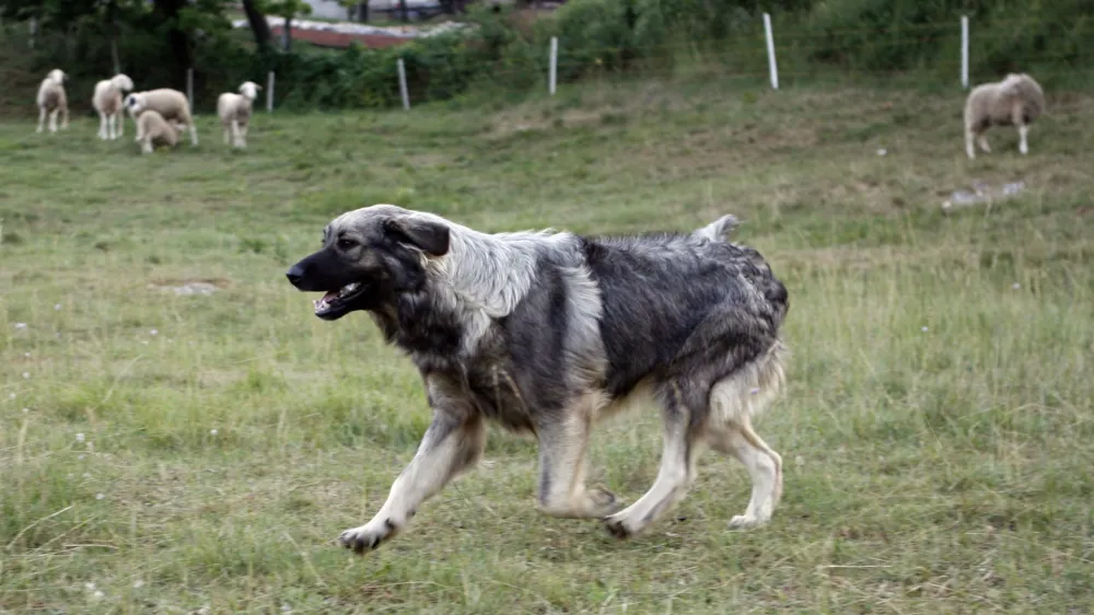 pastirski pes pasme Kra&scaron;ki ovčar (Kra&scaron;evc) - čuvaj črede -- ovčjereja in kozjereja - ovce - koze - //FOTO: Bojan Velikonja