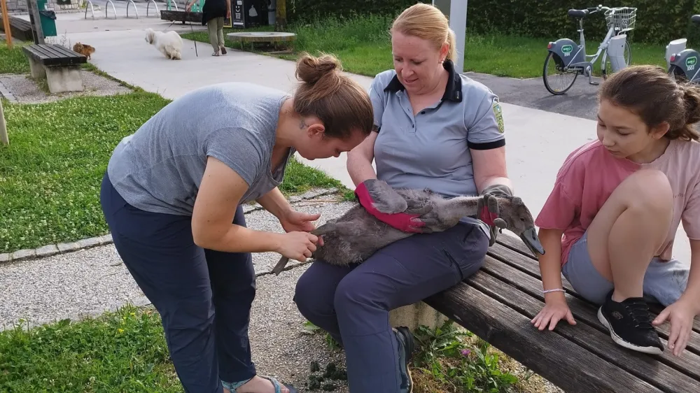 F: Krajinski park Tivoli, Rožnik in &Scaron;i&scaron;enski hrib