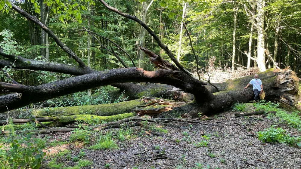 Neurje, julij 2023, Prekmurje