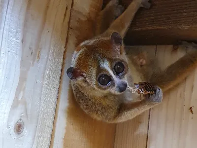 Pritlikavi počasni lori je vrsta primata in znanstveniki ga ume&scaron;čajo v skupino polopic, zdaj pa ga lahko vidite tudi v celjski Tropski hi&scaron;i. Foto: arhiv Tropska hi&scaron;a