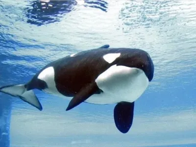 v Kanadi zaključilo 44 letno mučenje orke Kiske. Kisko so leta 1979 izlovili iz narave Islandije kot 3 letno mladičko ter jo leta preme&scaron;čali iz bazena v bazen, prepotovala je &scaron;tevilne države, na koncu pa je poginila zaradi bakterijske infekcije v Marinelandu, Ontario, Kanada.