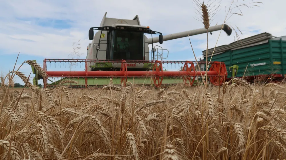Skoraj bi bilo bolj&scaron;e, če kmetije letos p&scaron;enice sploh ne bi pridelovale, o katastrofalnih razmerah pravijo v komisiji za odkup in prodajo žit.