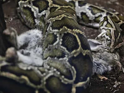 Reportaža ZOO Ljubljana - pitonFOTO: JAKA GASAR / NEDELJSKI