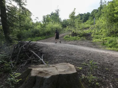Ministrstvo za naravne vire in prostor je odpravilo odločbo in&scaron;pektorice, s katero je občini začasno prepovedala nadaljnjo sečnjo na Rožniku. In&scaron;pektorica mora ponoviti postopek in izdati novo odločbo.