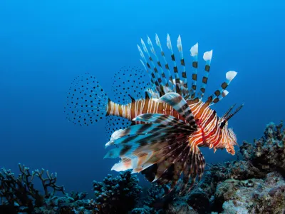 A Lion fish in Aqaba Bay