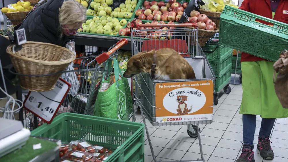 Opčine &ndash; trgovina Conad, pes v nakupovalnem vozičku<br> <br>- 07.04.2023 &ndash; ITALIJA &ndash; cenej&scaron;e nakupovanje hrane čez mejo -<br> <br>//FOTO: Jaka Gasar
