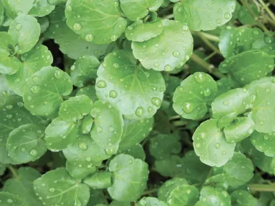 Vodna kre&scaron;a, zelenjava