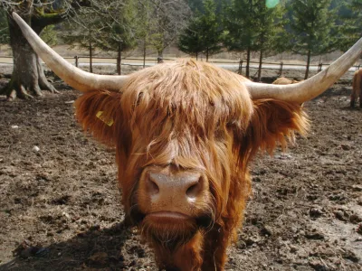 &scaron;kotska krava - Logarska dolina, Zasavje - govedoreja - živinoreja v Logarski dolini