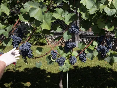 - 19.09.2022 - Plečnikove &Scaron;ance na Ljubljanskem gradu - Grajski vinograd &ndash; 5. trgatev bele sorte belpin (chardonnay) in rdeče sorte rdečegrajc (zweigelt) &ndash; vinska trta -  //FOTO: Nik Erik Neubauer