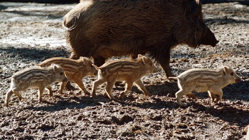 Po podatkih Kmetijsko-gozdarske zbornice Slovenije &scaron;koda, ki jo povzročijo divji pra&scaron;iči, zajema kar tri četrtine vse &scaron;kode od divjadi.&nbsp;