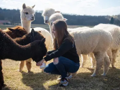 Ur&scaron;ka Martinec med hranjenem alpak. Te so največji okras družinske turistične kmetije v Dolencih.&nbsp;