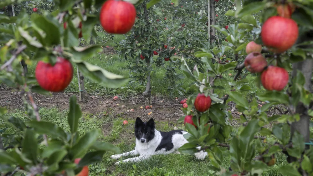 - 06.10.2022 - Poskusni sadovnjak Kmetijskega in&scaron;tituta Slovenije na Brdu pri Lukovici, ki je namenjen preizku&scaron;anju novej&scaron;ih sort jablan. - jabolka &ndash; jablane &ndash; sadjarstvo //FOTO: Jaka Gasar